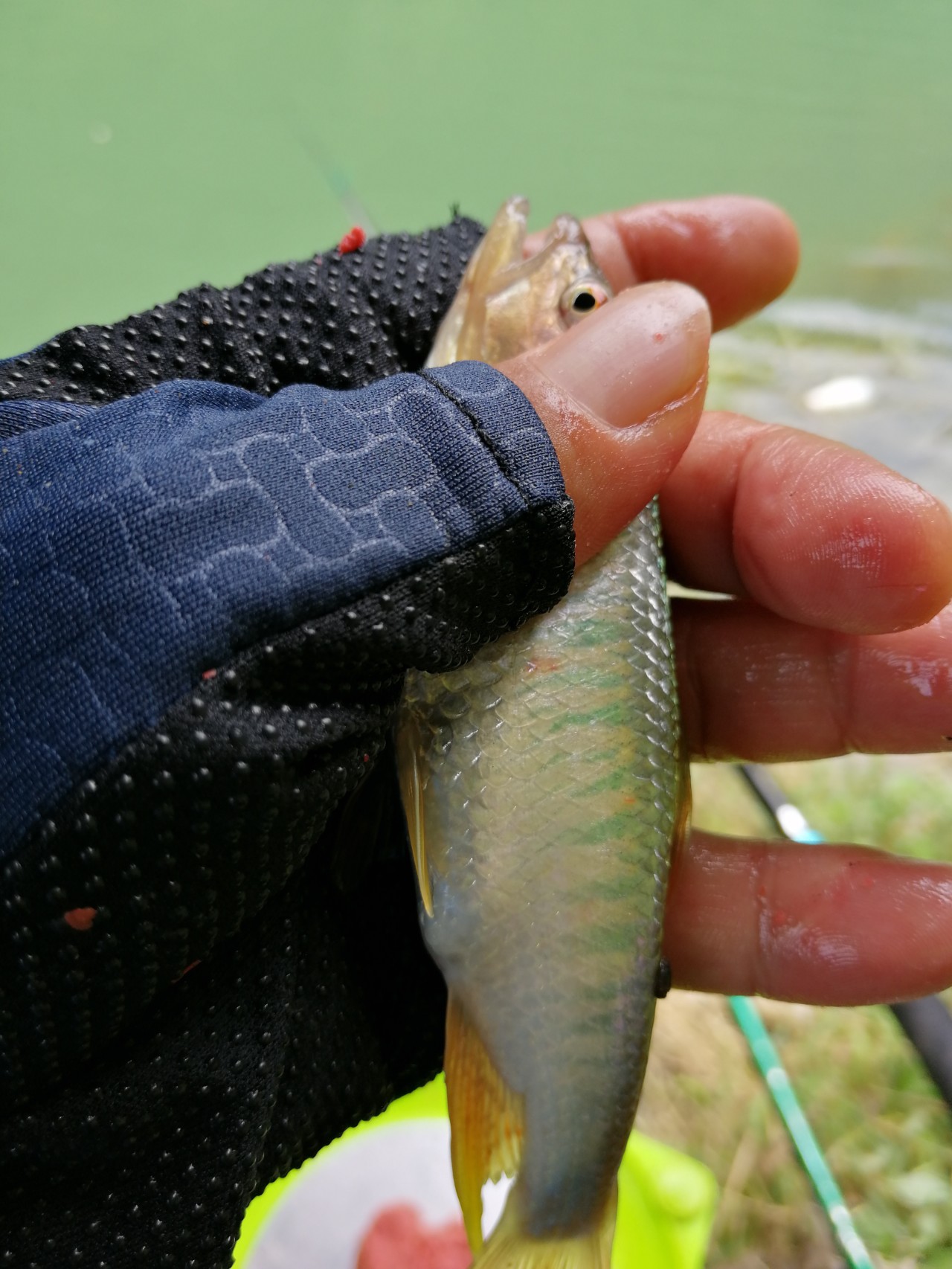 冷饭剩菜不为奇，百里奔袭只为快乐而渔