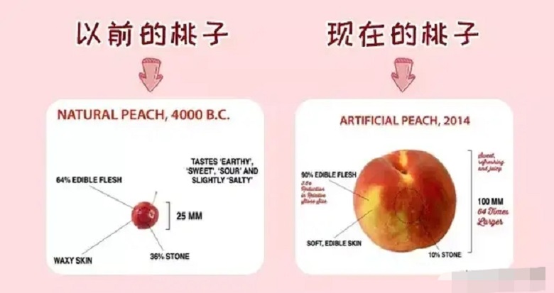 古代的水果跟现在的水果对比,古代的水果长啥样