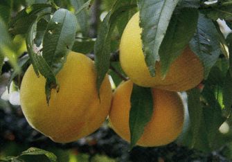 奉贤吃的美食推荐,奉贤周边哪里有美食