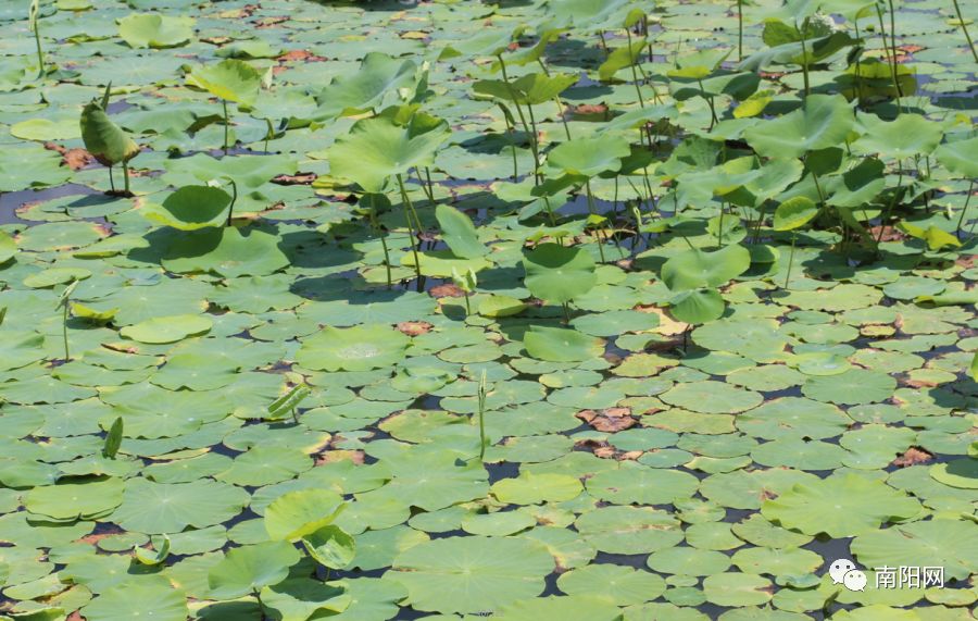 南阳腾飞,南阳飞速发展视频