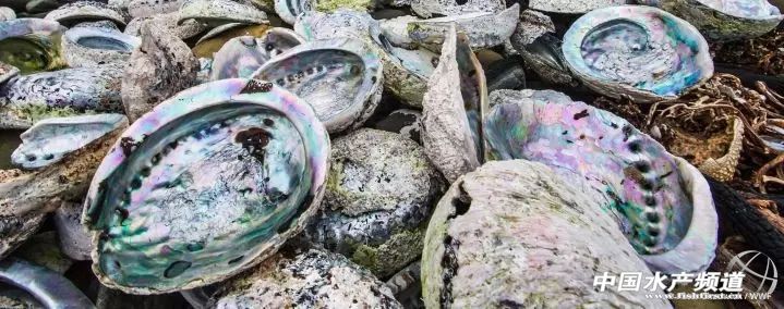 十大濒危海洋物种,19种含毒性海洋生物