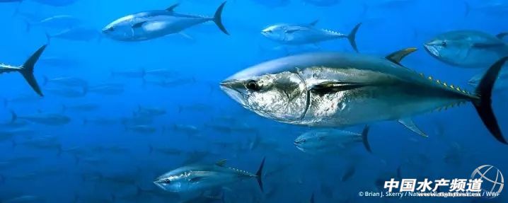 十大濒危海洋物种,19种含毒性海洋生物