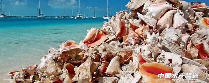 十大濒危海洋物种,19种含毒性海洋生物