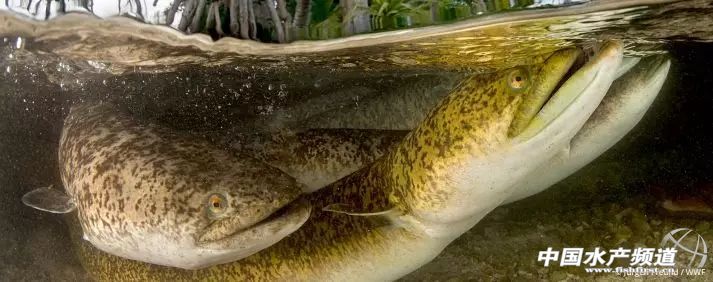 十大濒危海洋物种,19种含毒性海洋生物