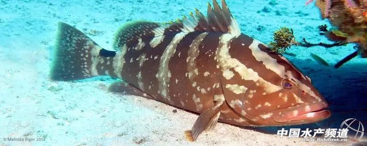 十大濒危海洋物种,19种含毒性海洋生物