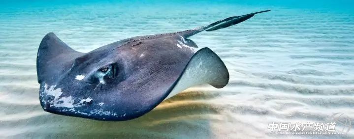 十大濒危海洋物种,19种含毒性海洋生物