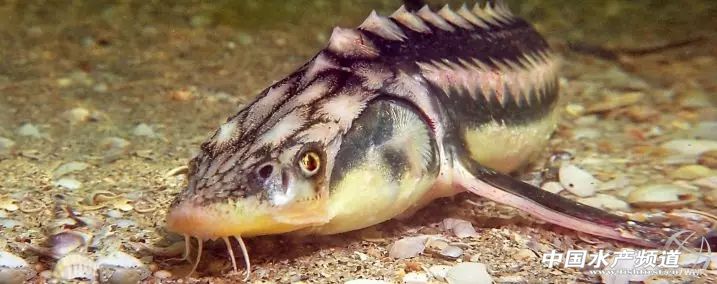 十大濒危海洋物种,19种含毒性海洋生物