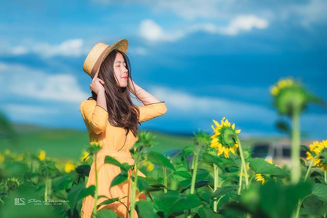 锡林郭勒冬季风光,锡林郭勒的夏天