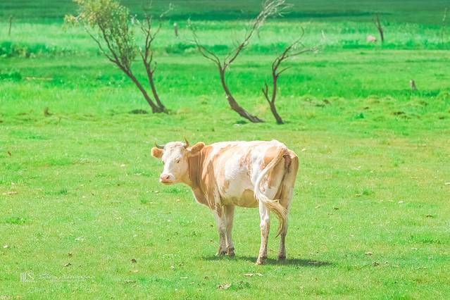 锡林郭勒冬季风光,锡林郭勒的夏天