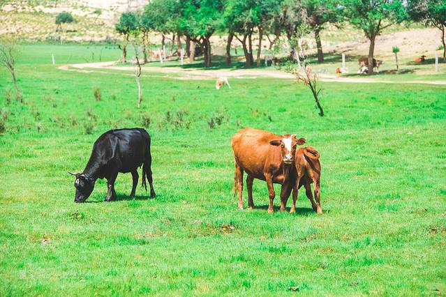 锡林郭勒冬季风光,锡林郭勒的夏天