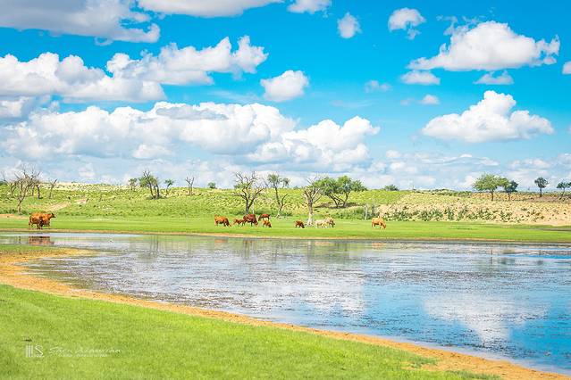 锡林郭勒冬季风光,锡林郭勒的夏天