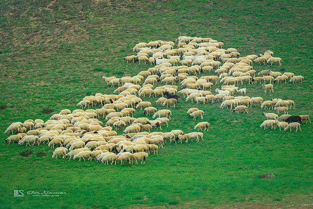 锡林郭勒冬季风光,锡林郭勒的夏天