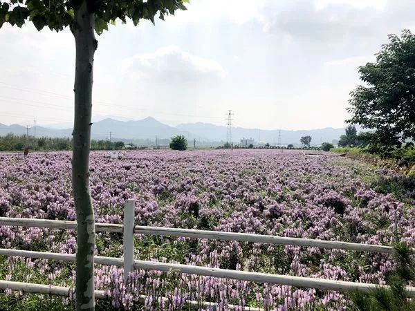 比“童言夫妇”更火爆的，可能只有鹿泉的TA们了！