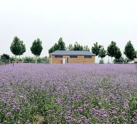 比“童言夫妇”更火爆的，可能只有鹿泉的TA们了！