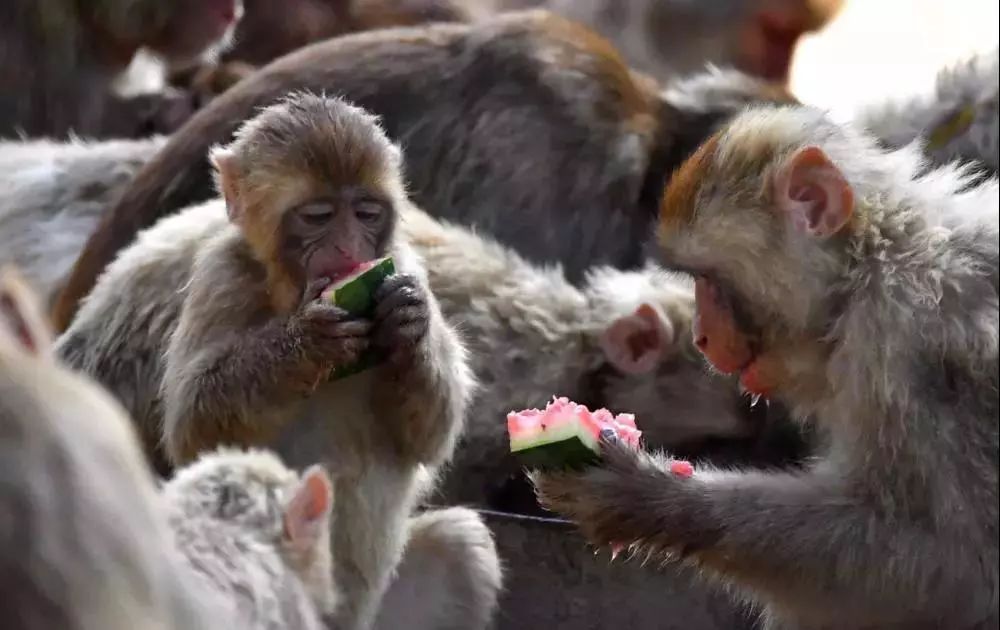 比“童言夫妇”更火爆的，可能只有鹿泉的TA们了！