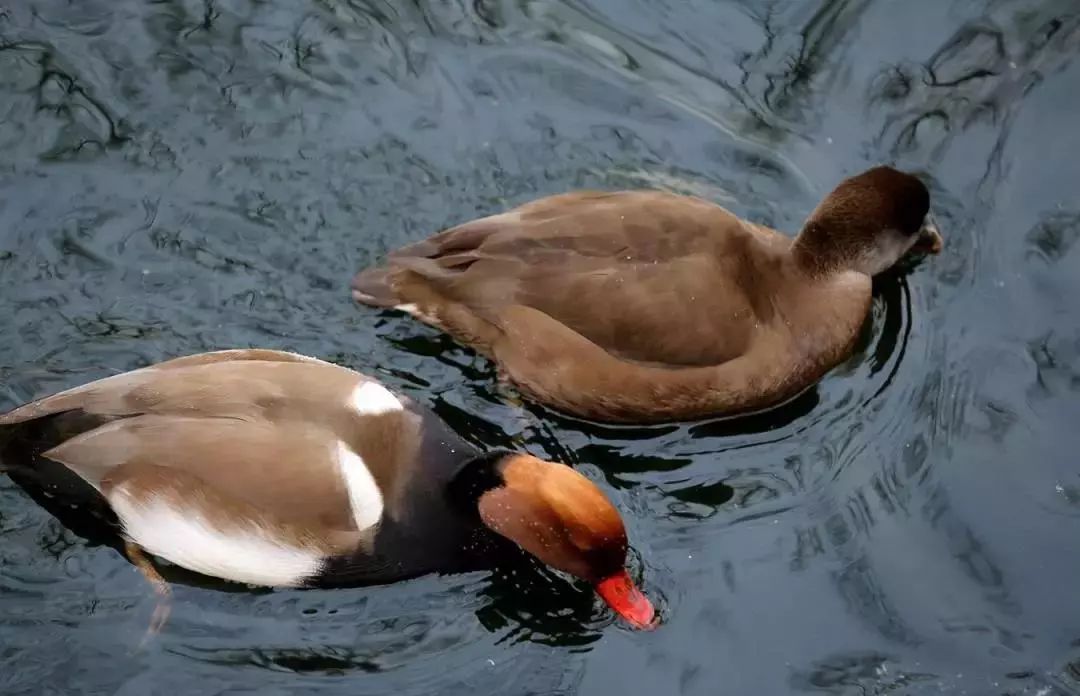 比“童言夫妇”更火爆的,可能只有鹿泉的TA们了!