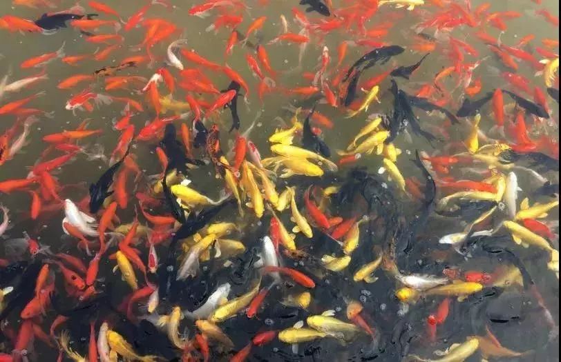 比“童言夫妇”更火爆的，可能只有鹿泉的TA们了！