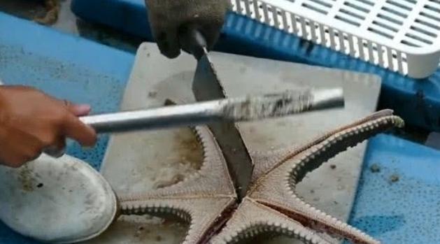 怎样吃海星,怎么吃海星不拉肚子