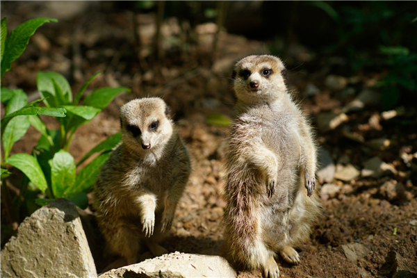 跟着镜头欣赏不一样的风景,跟着镜头领略震撼心灵的景色
