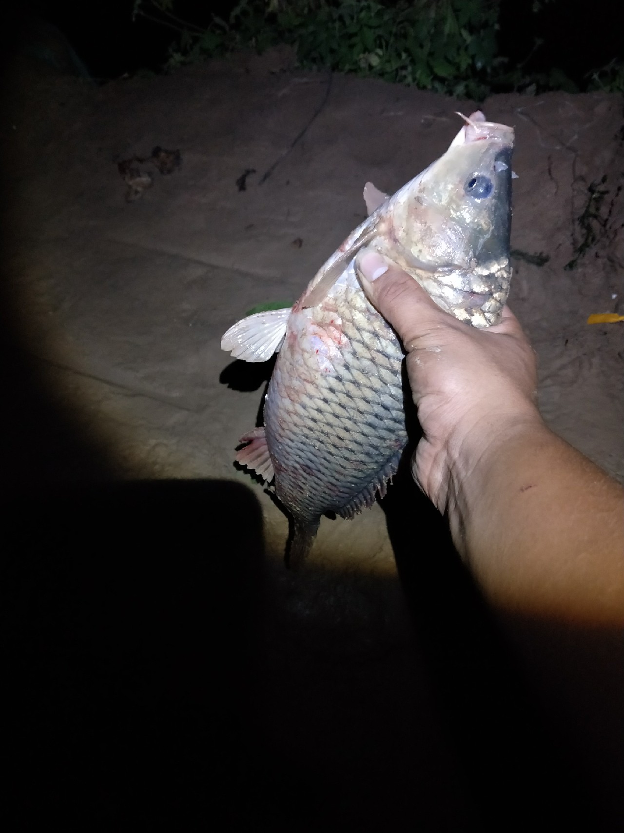 野河夜钓，偶遇大鲤妹子成功帮我解毒