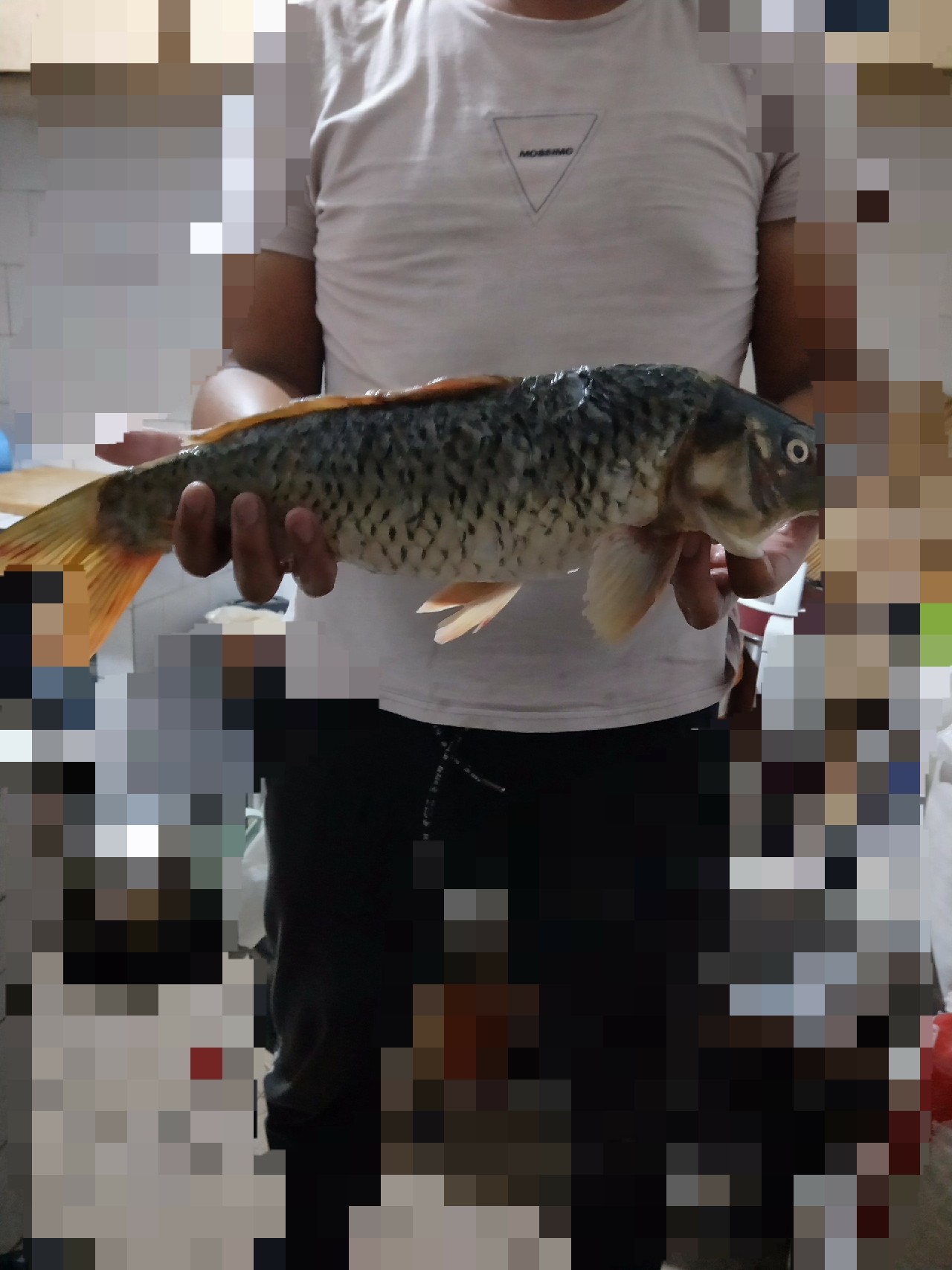 野河夜钓，偶遇大鲤妹子成功帮我解毒