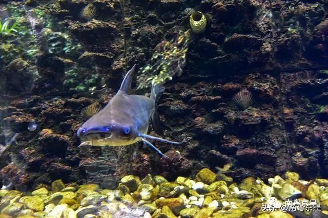 清凉一夏打卡,广东清凉好去处古龙峡