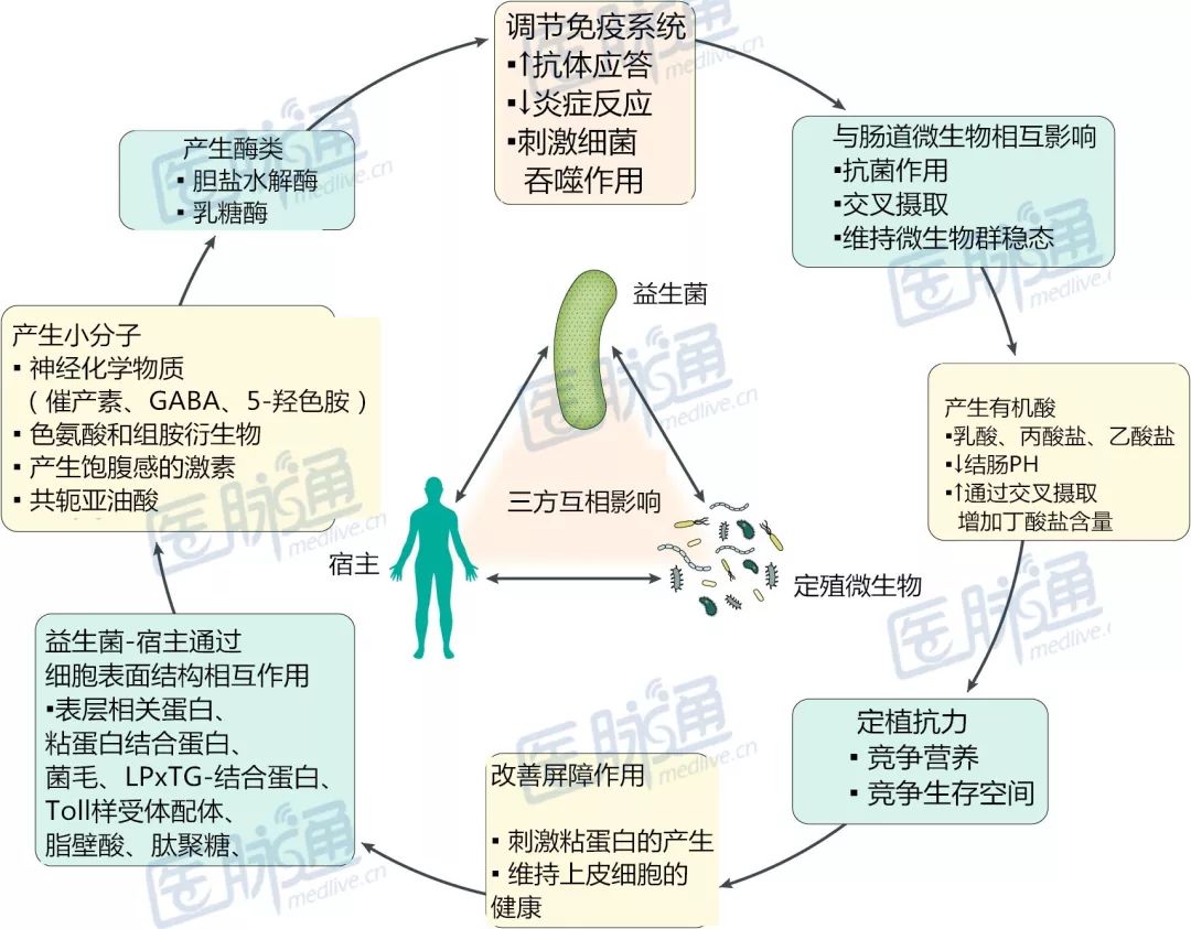 益生菌和益生元究竟有哪些作用?看看Nature子刊怎么说