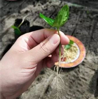 印度尼西亚属于哪个洲,泰国新加坡印度尼西亚