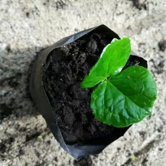 印度尼西亚属于哪个洲,泰国新加坡印度尼西亚