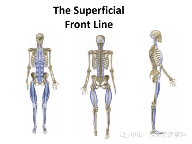 康复治疗技术人体解剖学,12条筋膜链解析及治疗手法
