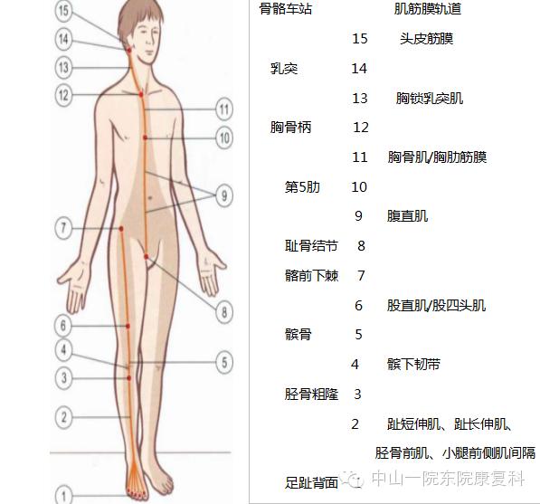 康复治疗技术人体解剖学,12条筋膜链解析及治疗手法