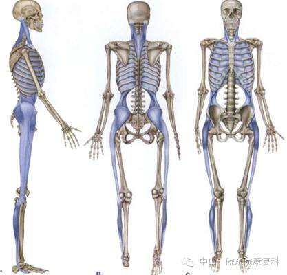 康复治疗技术人体解剖学,12条筋膜链解析及治疗手法