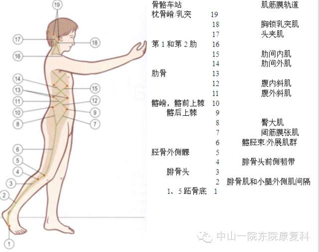 康复治疗技术人体解剖学,12条筋膜链解析及治疗手法