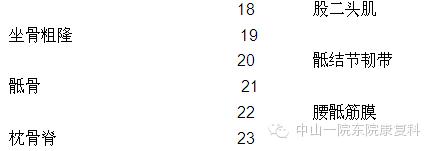 康复治疗技术人体解剖学,12条筋膜链解析及治疗手法