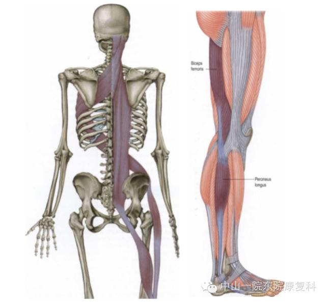 康复治疗技术人体解剖学,12条筋膜链解析及治疗手法