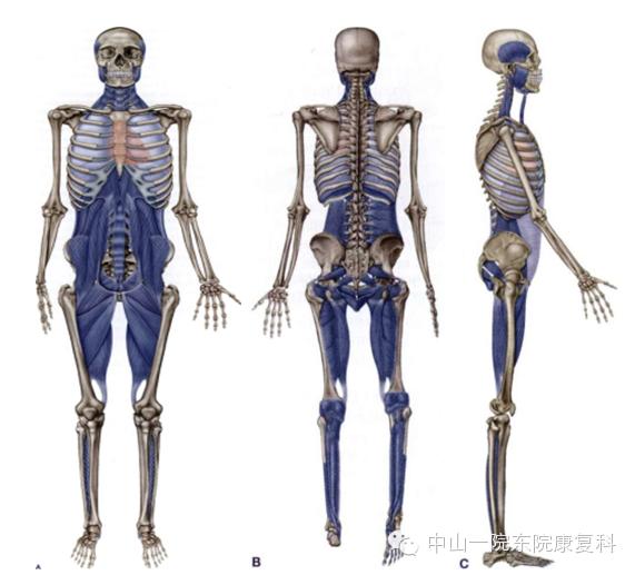 康复治疗技术人体解剖学,12条筋膜链解析及治疗手法