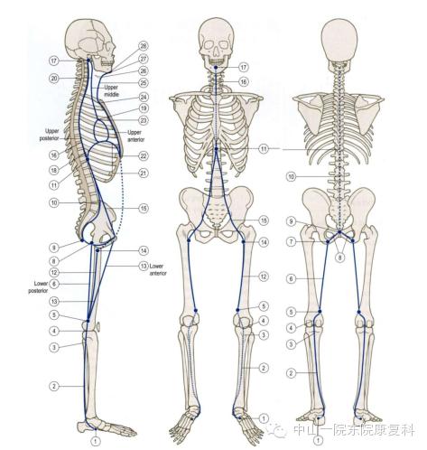 康复治疗技术人体解剖学,12条筋膜链解析及治疗手法