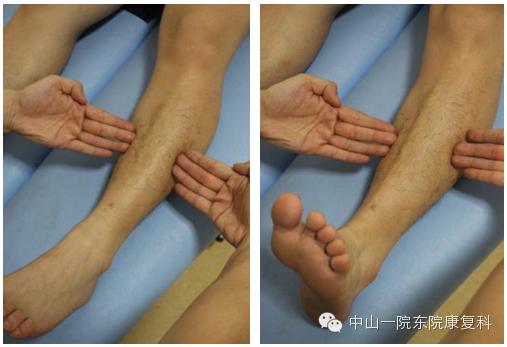 康复治疗技术人体解剖学,12条筋膜链解析及治疗手法