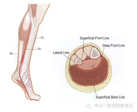 康复治疗技术人体解剖学,12条筋膜链解析及治疗手法
