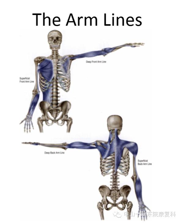 康复治疗技术人体解剖学,12条筋膜链解析及治疗手法