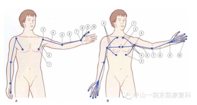 康复治疗技术人体解剖学,12条筋膜链解析及治疗手法