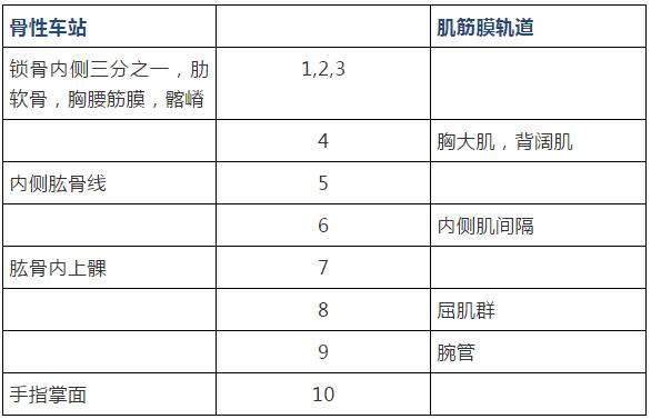 康复治疗技术人体解剖学,12条筋膜链解析及治疗手法