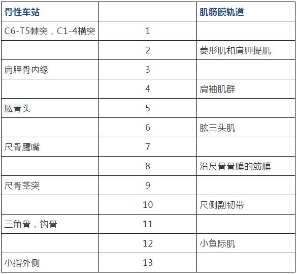 康复治疗技术人体解剖学,12条筋膜链解析及治疗手法