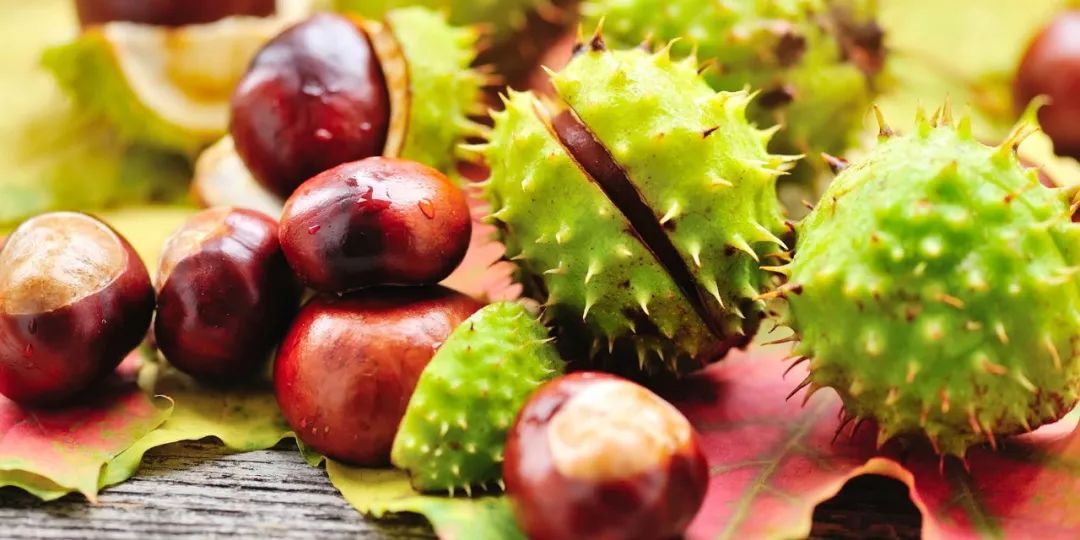 腰酸背痛、肩颈酸乏、肌肉疲劳?德国人有个家喻户晓的妙招||Chin@美物