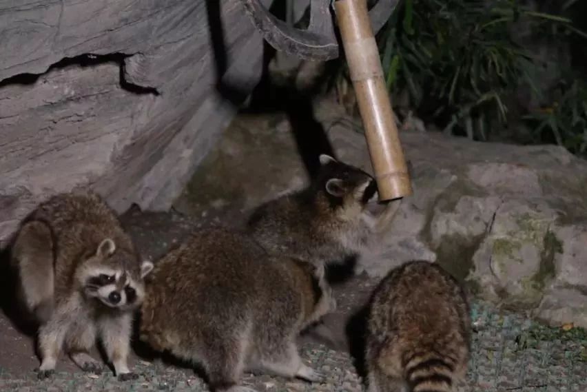 上海动物园有什么好去处,上海动物园免费参观攻略