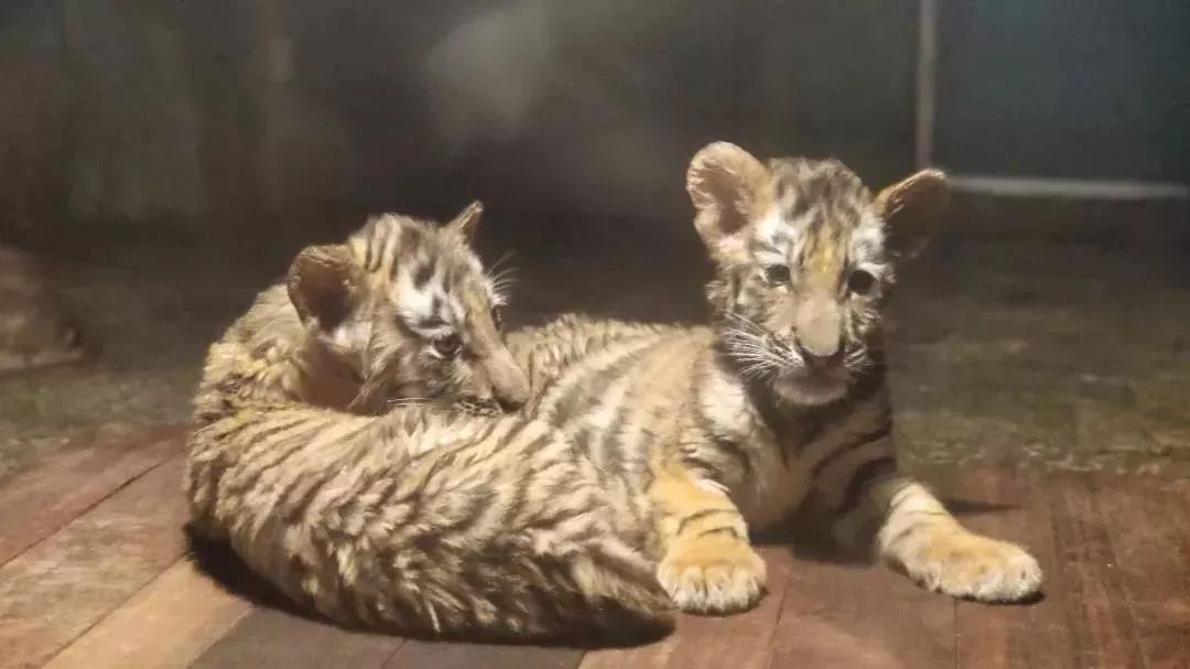 上海动物园有什么好去处,上海动物园免费参观攻略