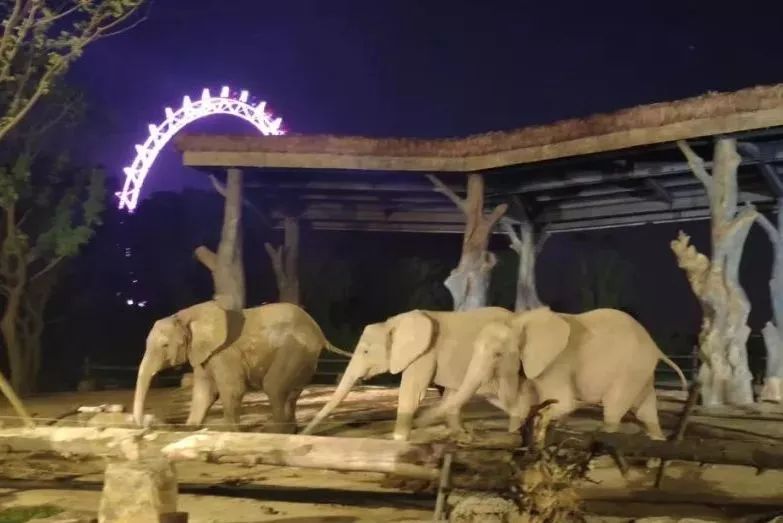 上海动物园有什么好去处,上海动物园免费参观攻略