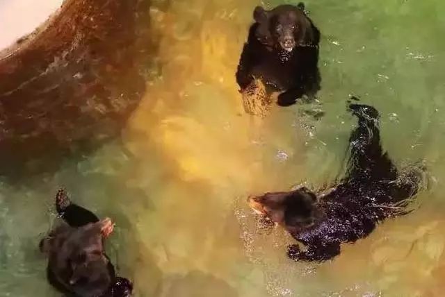 上海动物园有什么好去处,上海动物园免费参观攻略