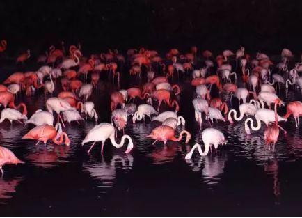 上海动物园有什么好去处,上海动物园免费参观攻略