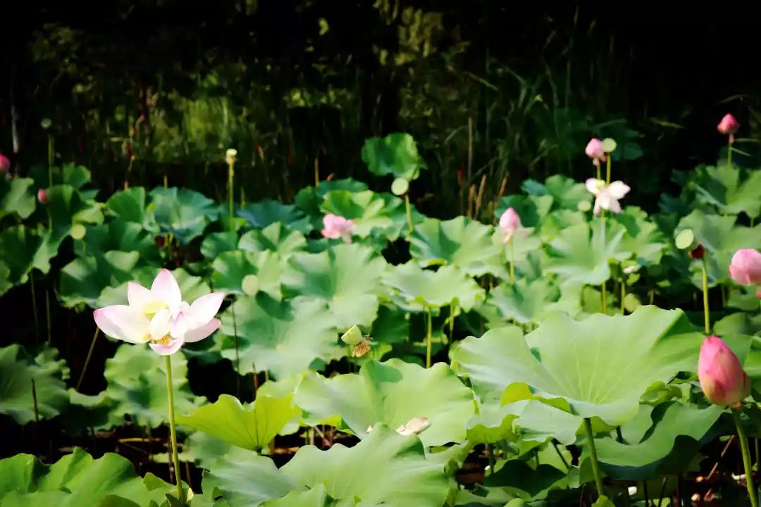 南京江宁区秣陵杏花村景区,南京秣陵杏花村